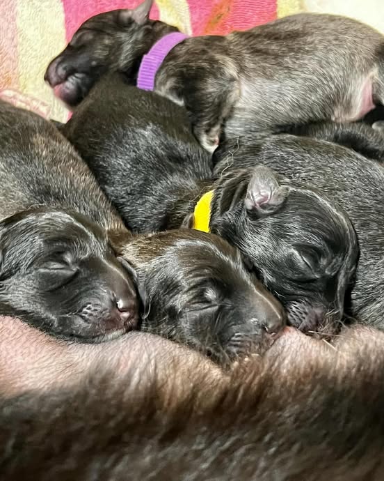 2015 Tosca / Carter Puppies